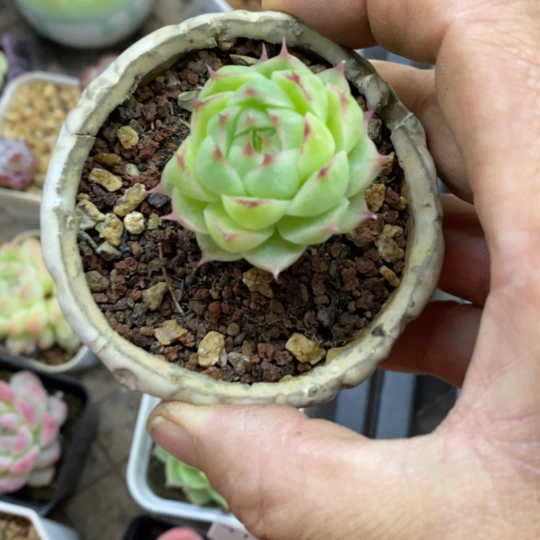 精品多肉一物一拍不包整30