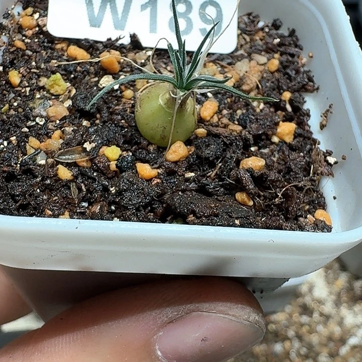 189号多肉植物哇x