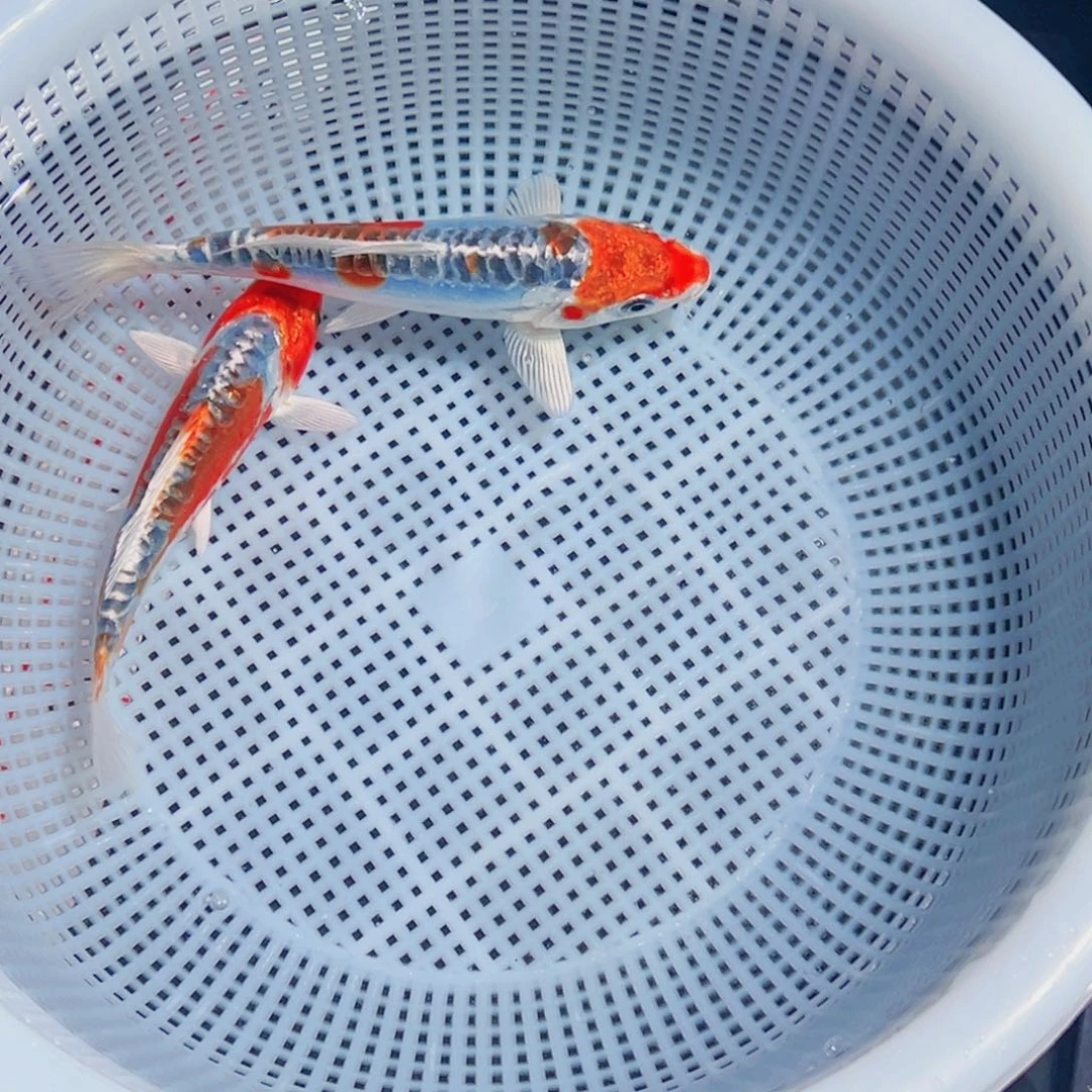 锦鲤锦鲤观赏鱼1111