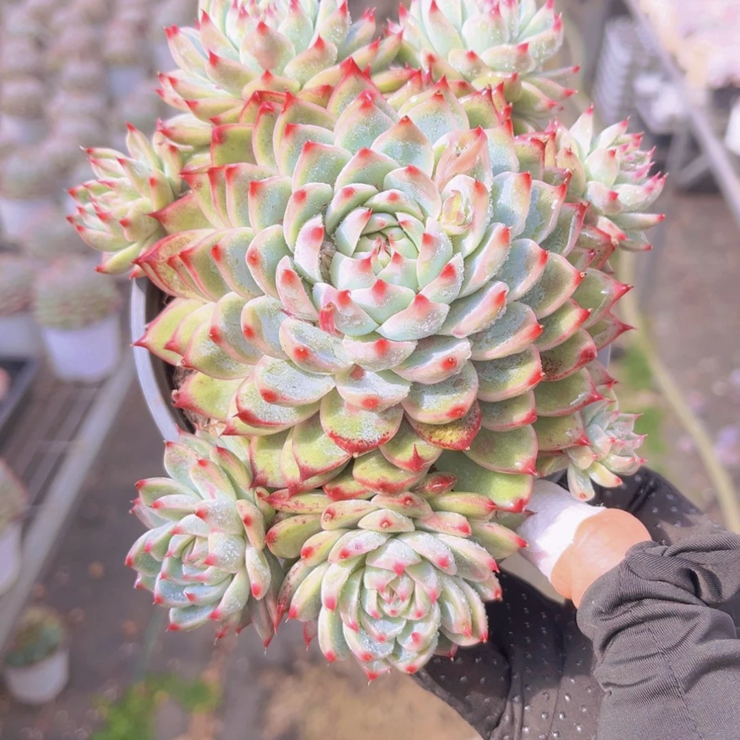 桃夭13公分999999899999