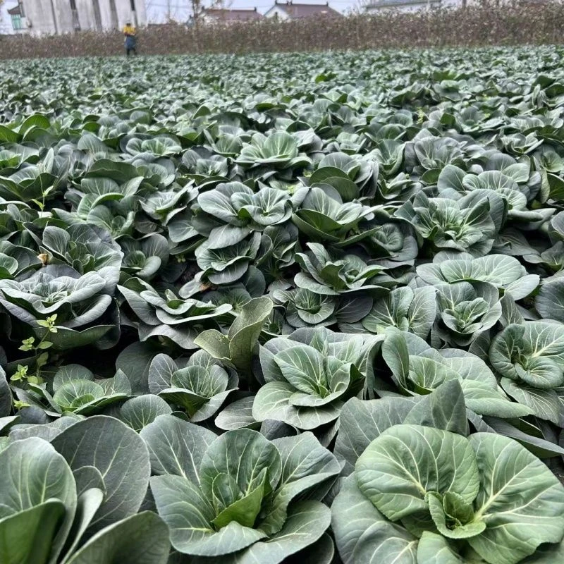 【韦姐福利】霜冻苏州青新鲜青菜农家上海青时令蔬菜现摘现发矮脚菜