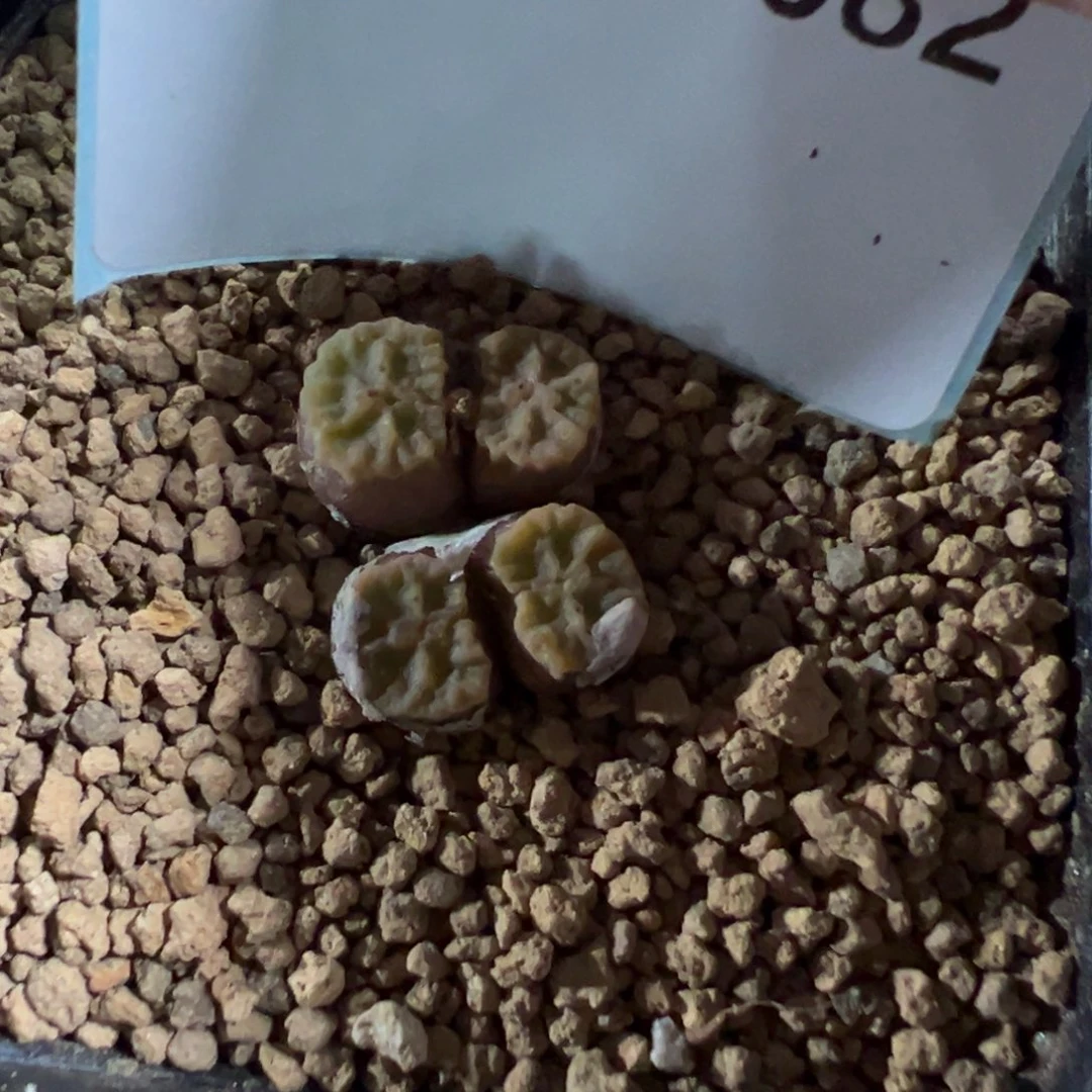 3-82烧麦多肉植物