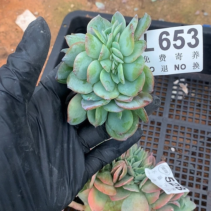 白凤缀化 多肉植物9.27号左右发