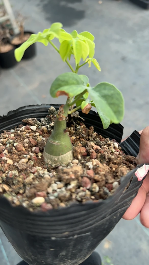 西番莲 多肉植物