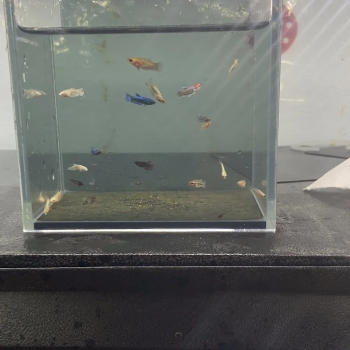 斗鱼包活不包损所见即所得103