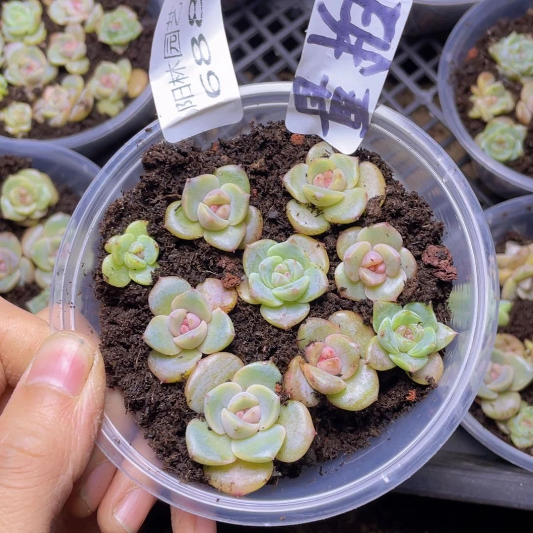 量拍多肉植物多肉植物688