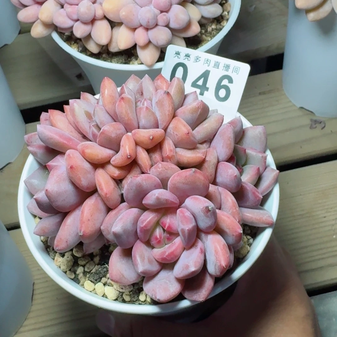 暖***阳艾丽儿群生          摇身一变高富帅，一夜暴富动作快