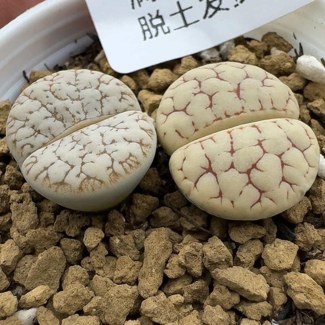 266多肉哈哈哈哈哈哈哈
