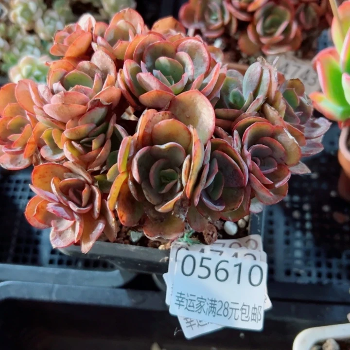 幸运儿的一句台词我