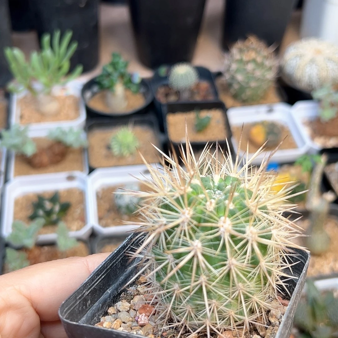 强刺智利球属实生球一颗