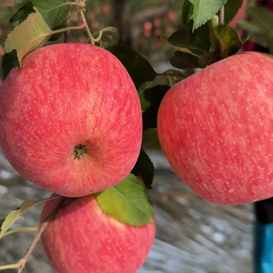【新鲜采摘】甘肃庆阳红富士苹果清甜多汁皮糙肉厚口感好