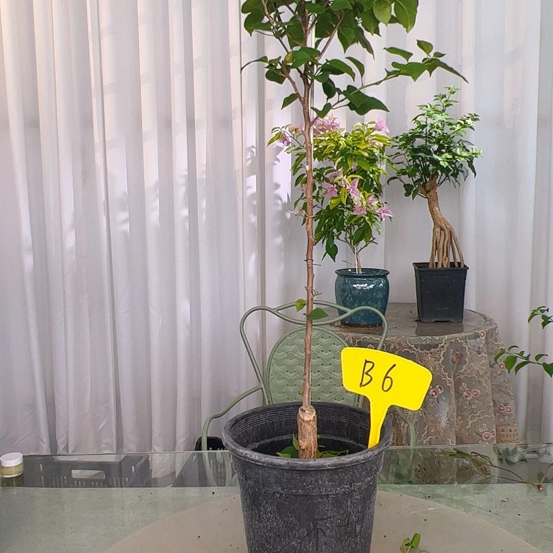 当前无花栽培后可以开花8****菜B6不甜西瓜