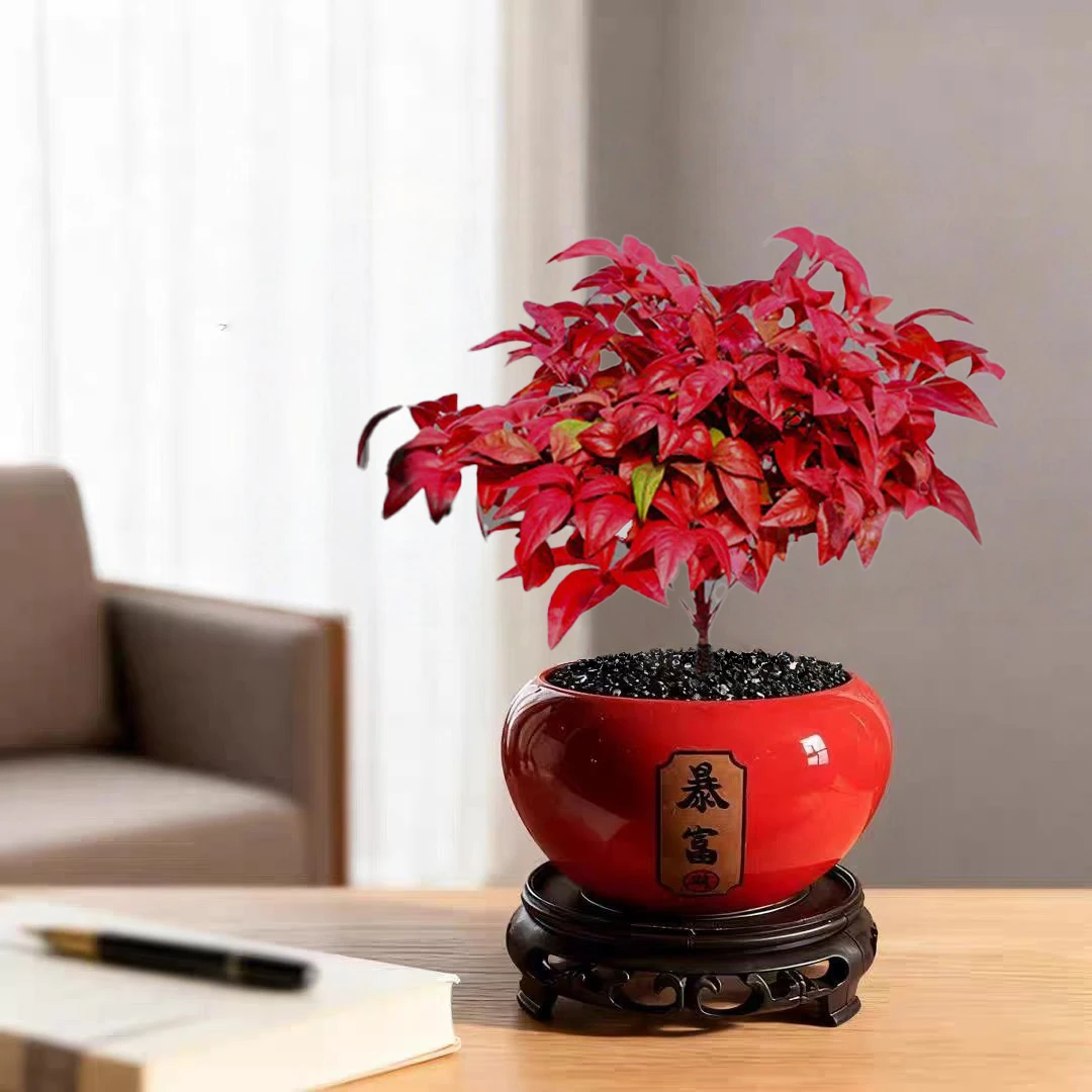 火焰南天竹红叶盆栽绿植如意禅意四季观叶桌面摆件耐寒好养活植物