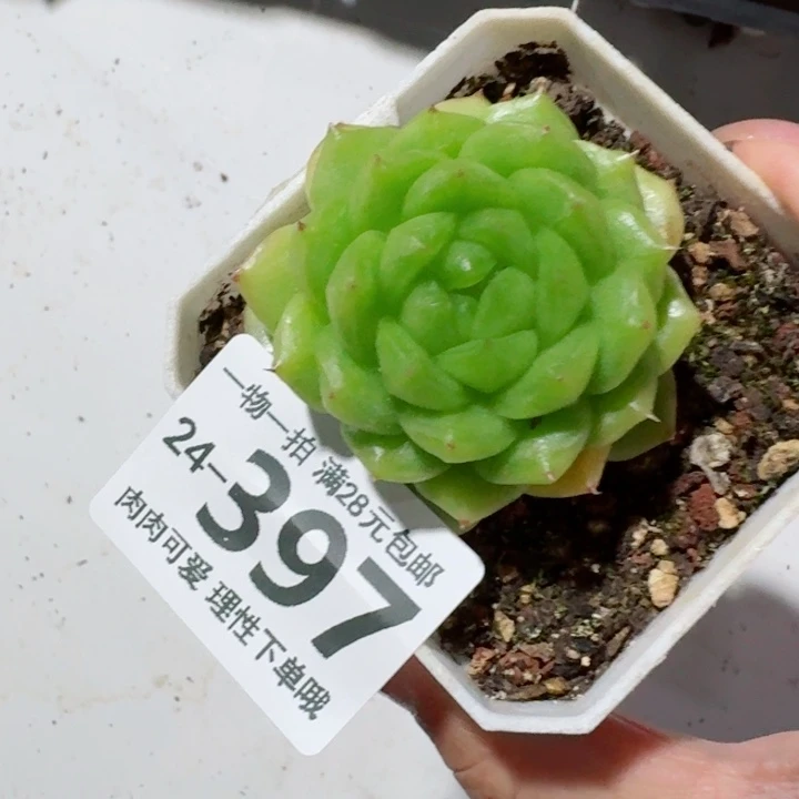 灯泡珍妮无盆土发货无盆土