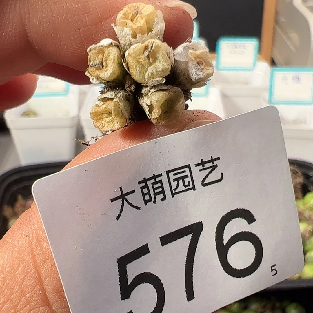 0000576 一物一拍……