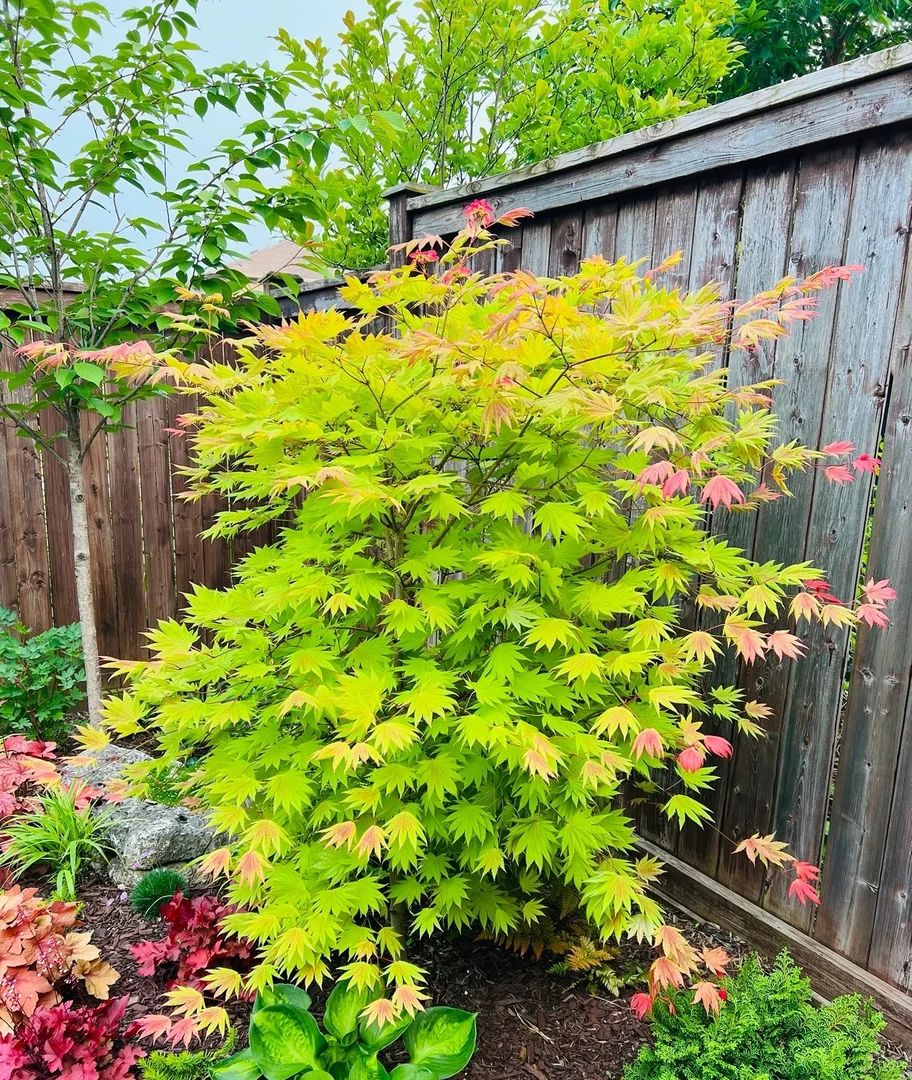 三季渐变叶枫树“月升”