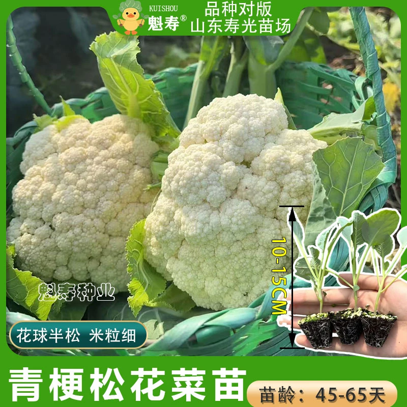 四季松花菜苗秧苗高产耐寒青梗花椰菜寿光花菜菜花西兰花苗秧种子
