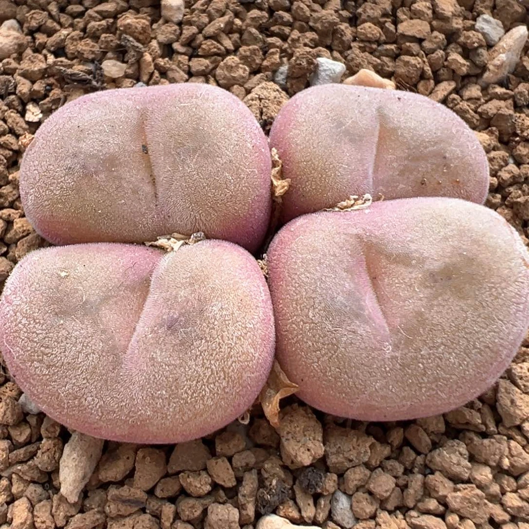94多肉植物百科空卡