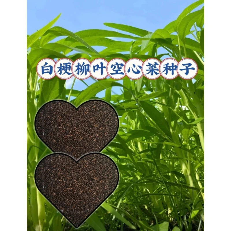 满3包 包邮 047柳叶空心菜种子
