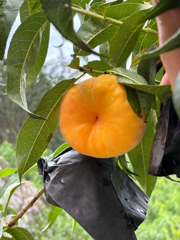 蒙阴桃子 黄毛蟠桃