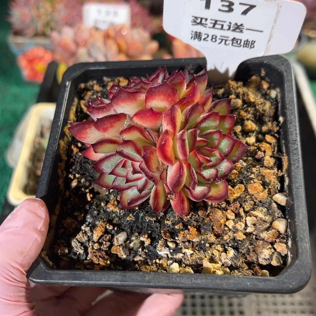 表妹精品多肉植物137.