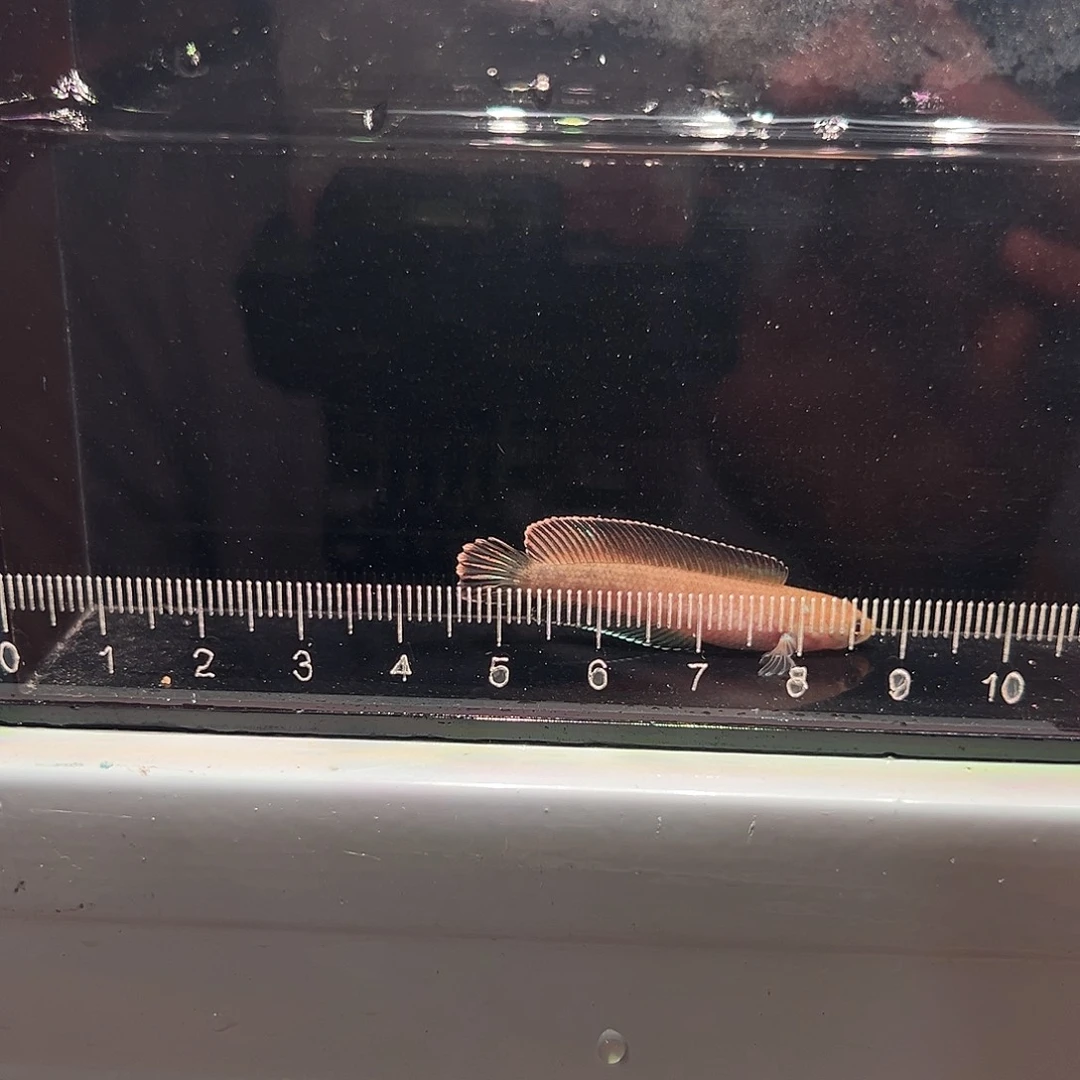 琉璃手工艺品奶茶