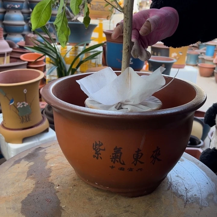 紫砂紫气东来30花盆