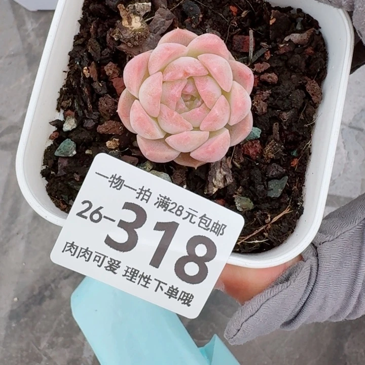 梦幻泡影无盆土发货多肉