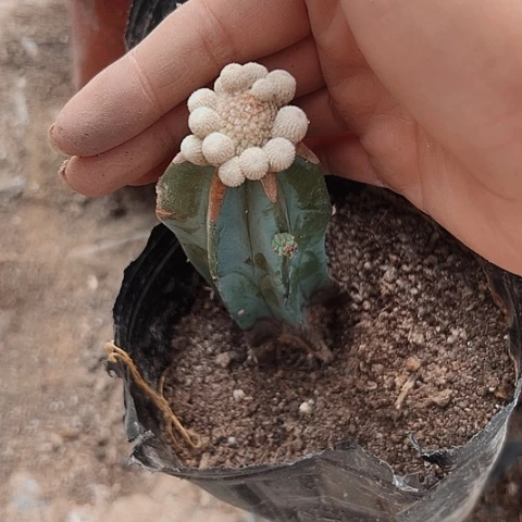 完全开放989小人帽处理