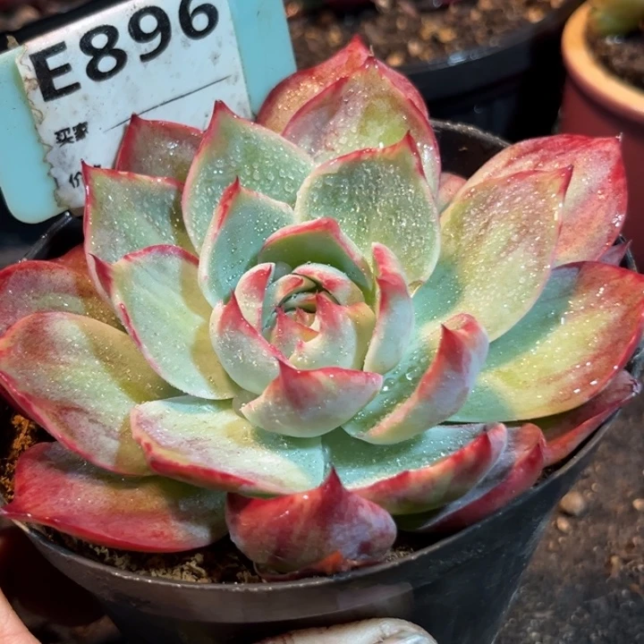 惊鸿一物一拍包装收缩花旱896