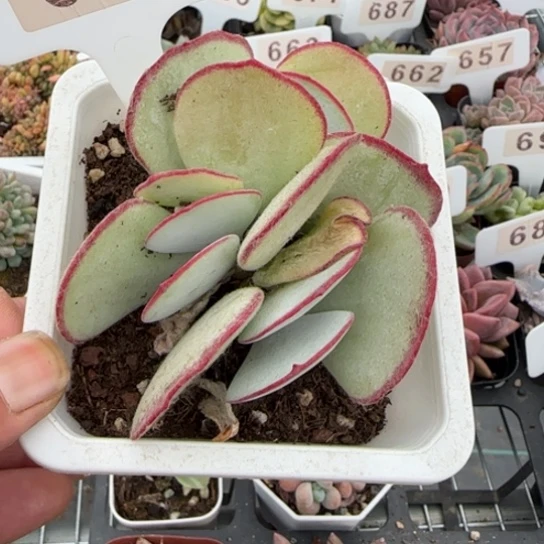 672白眉一物一拍多肉