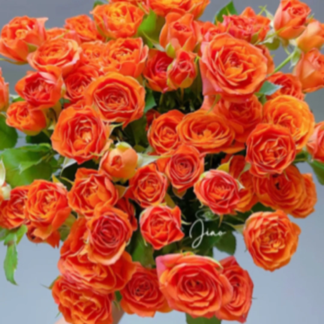 【伊春巧遇花店】多头玫瑰橙色5支全场任意两单免运费