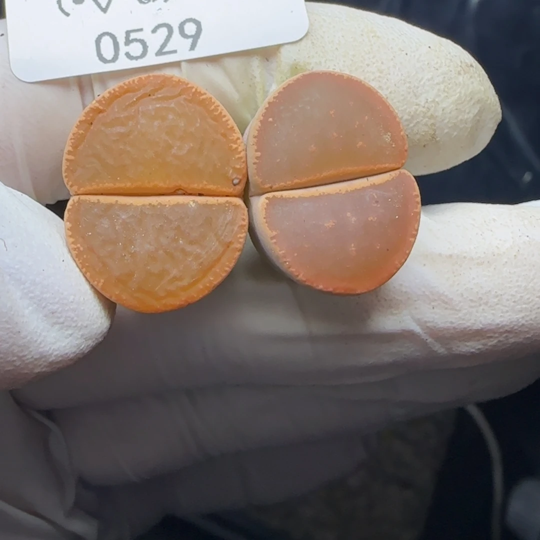 一***糕0529。默认脱土。18包邮。偏远88包邮