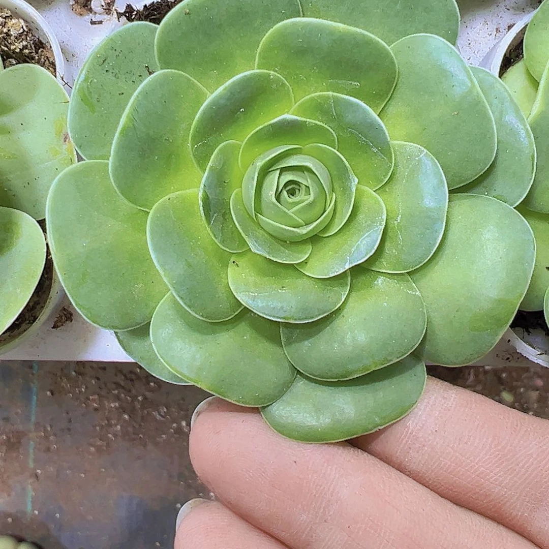 头像玫瑰19包邮多肉多肉