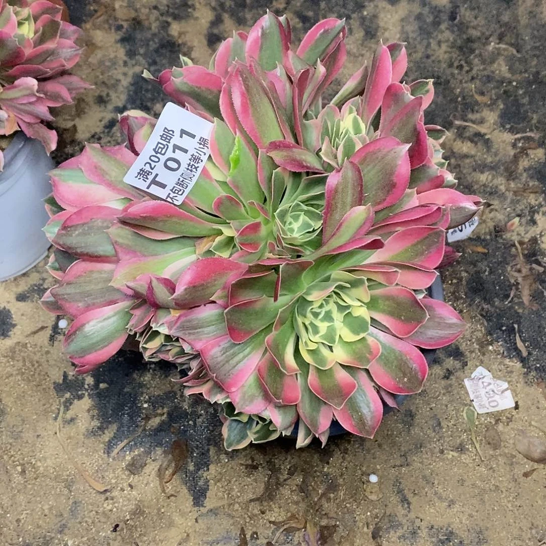 011雨花石多肉法师锦有砍