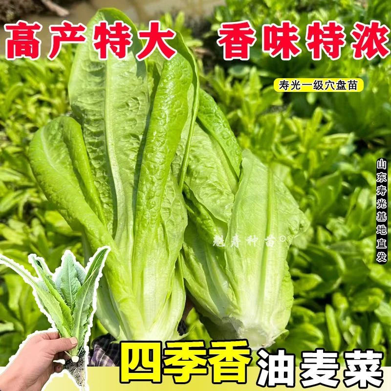 甜香油麦菜秧苗四季清香蔬菜苗庭院露天易种易活带土直发蔬菜苗