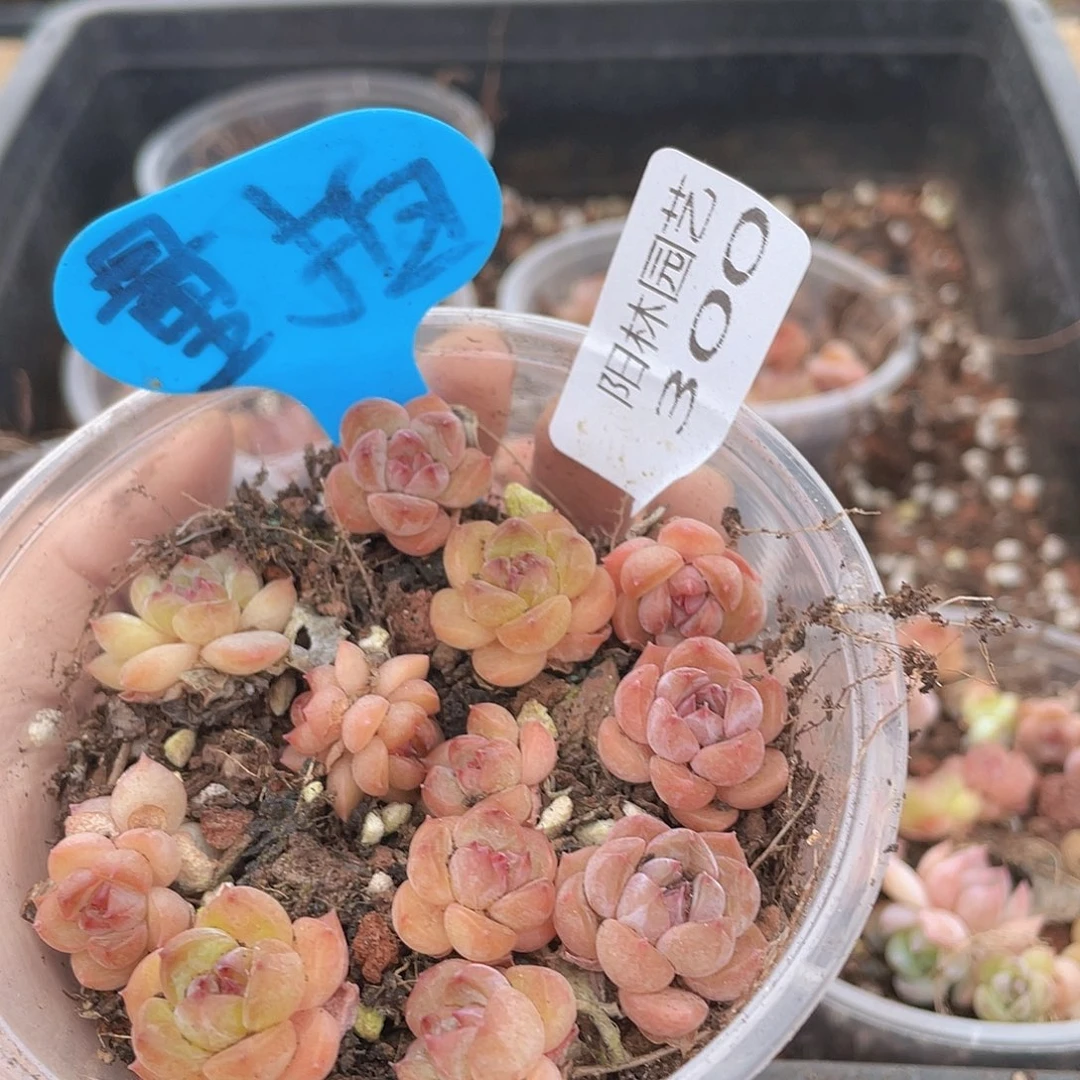 量拍多肉植物多肉植物300