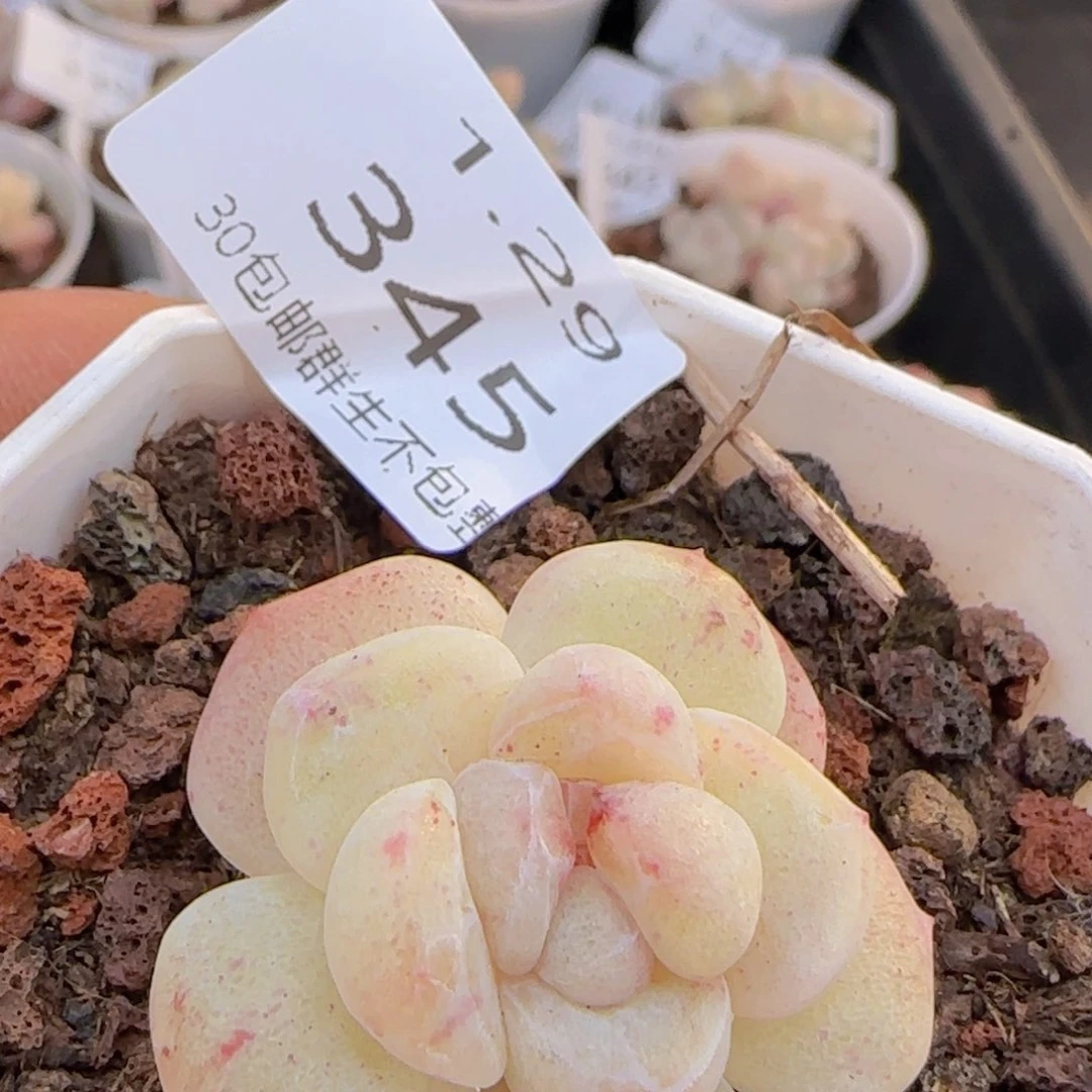 冰玉石化单头一颗