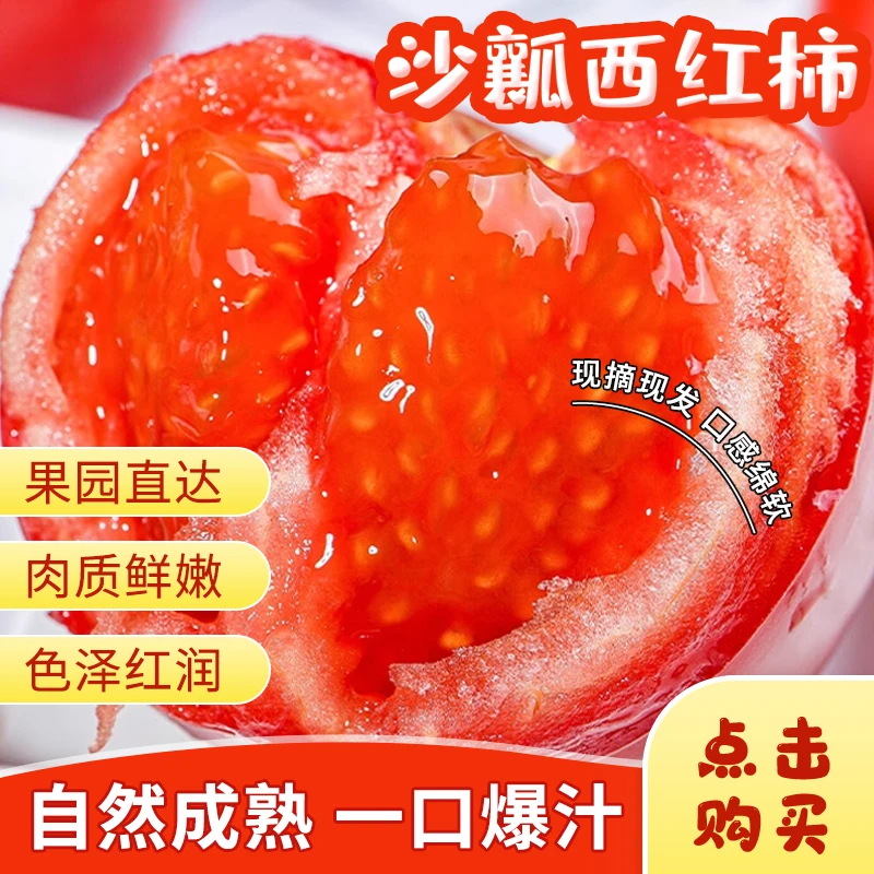 【自家种植】沙瓤西红柿酸甜可口皮薄多汁新鲜现摘产地直发
