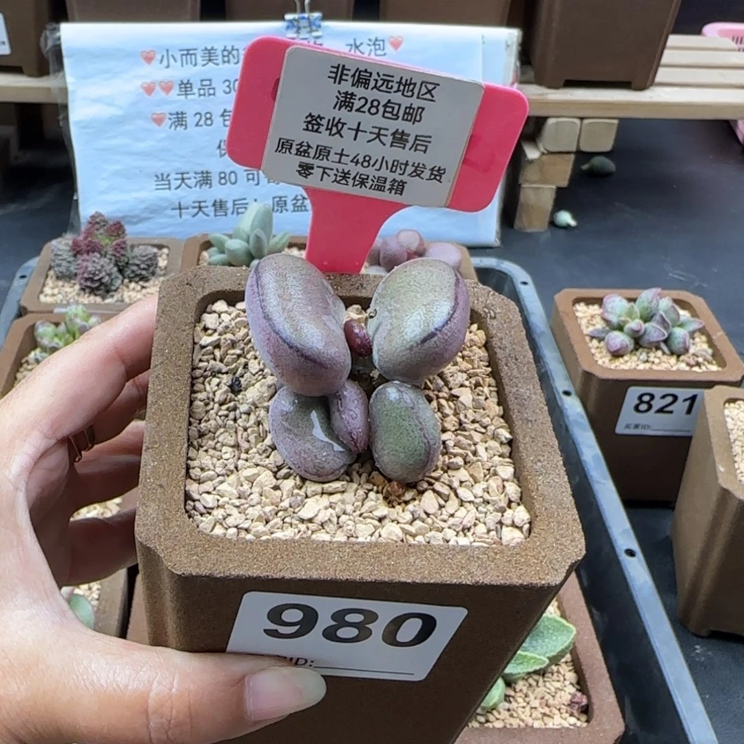 六***一980球球紫蛋多肉植物