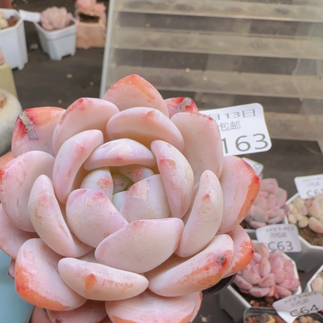 奶橙单头一颗脱土