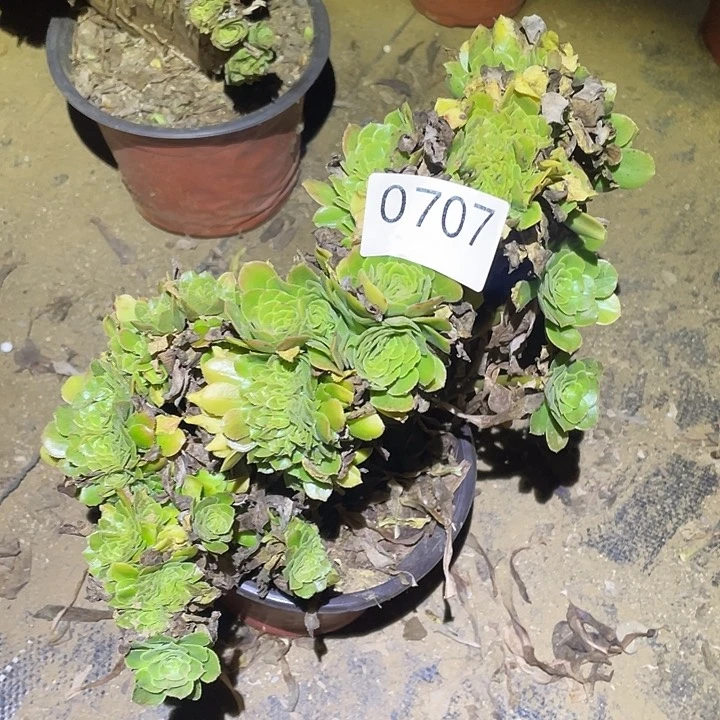 多肉植物法师707绿杨蓉缀