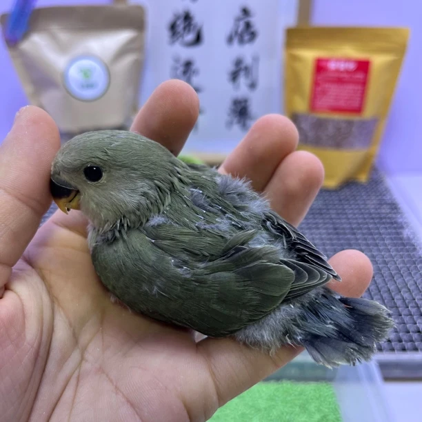 精品墨绿金顶公K98911-桃面鹦鹉