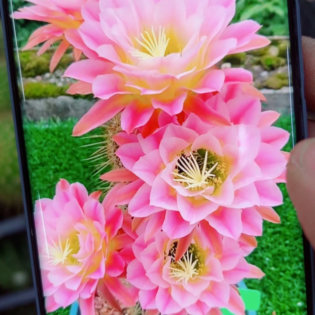 下69毛曙光歪无根侧芽5公分左右20包邮