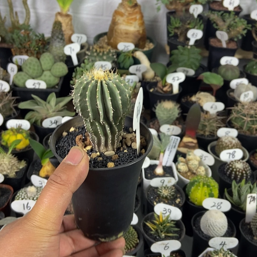 薄叶花笼一物一拍