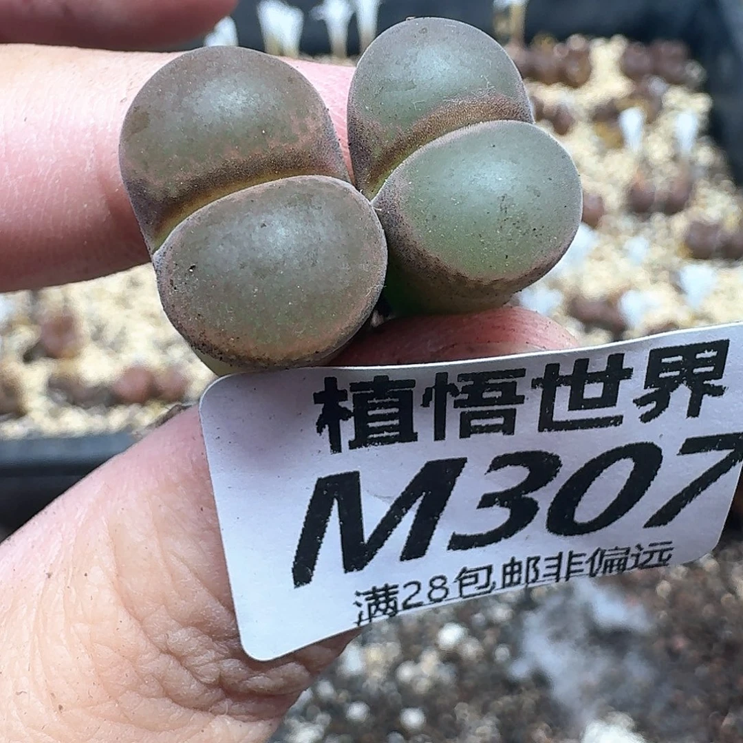 多肉植物的润泽发发