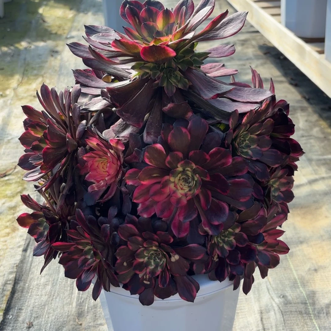 花好月又圆20102