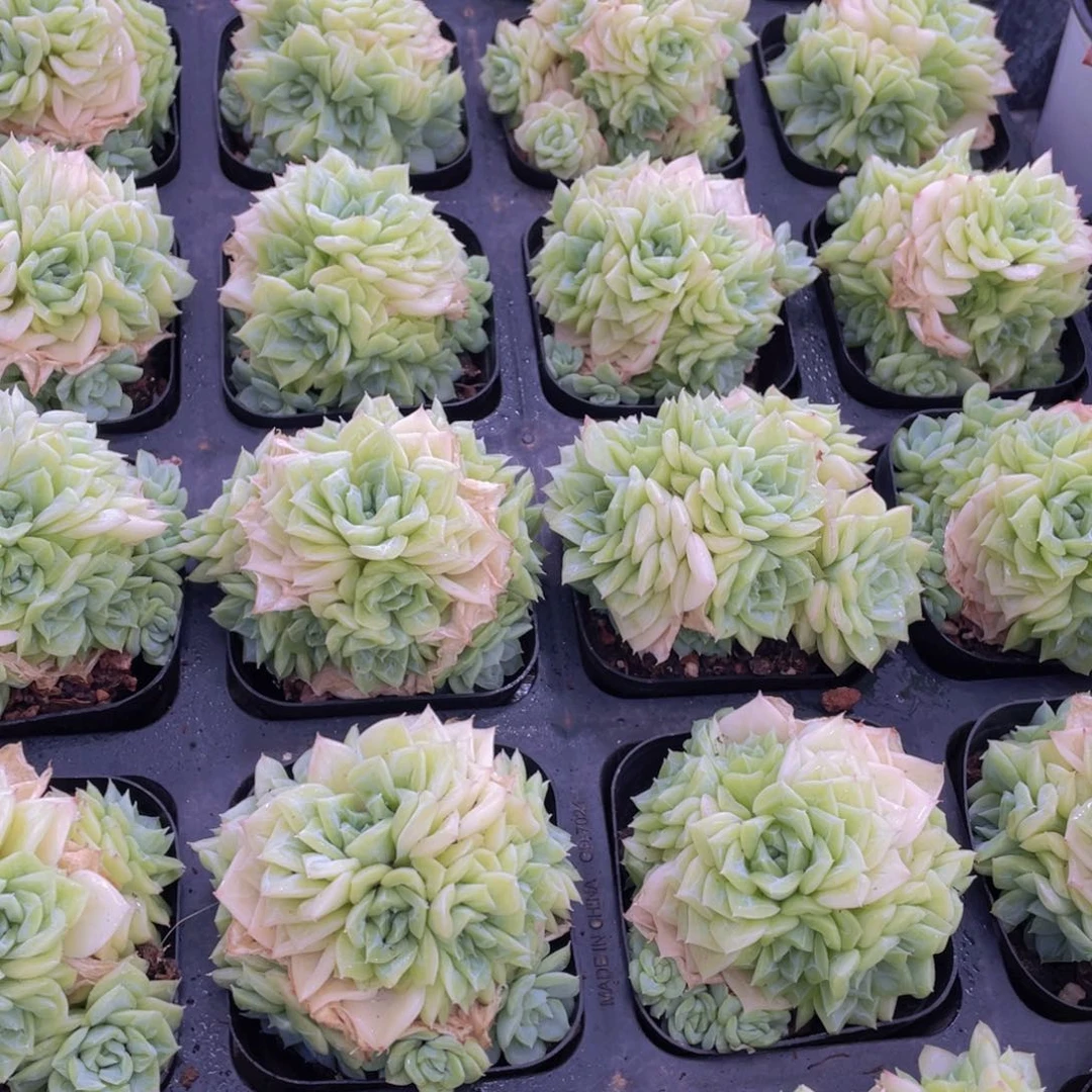 874号 潜力股白天鹅麦秆群生一个