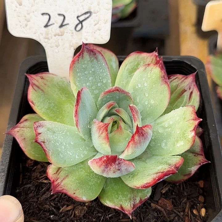 惊鸿一物一拍包装收缩花旱冰228
