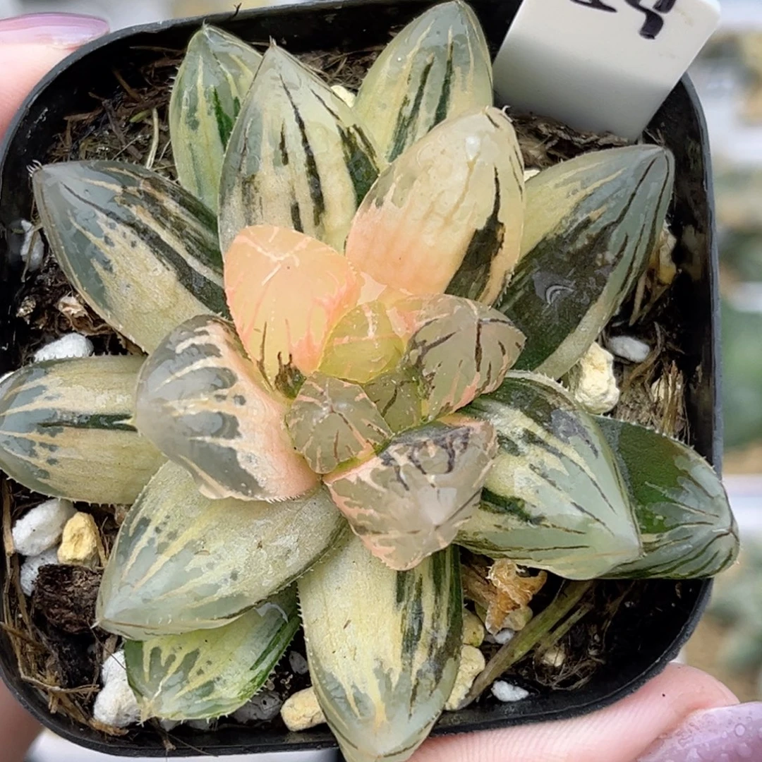 59龙爪玉露锦福利专场